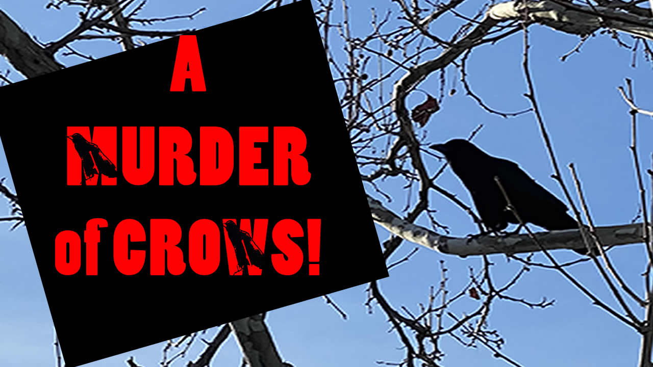 creepy stories about crows